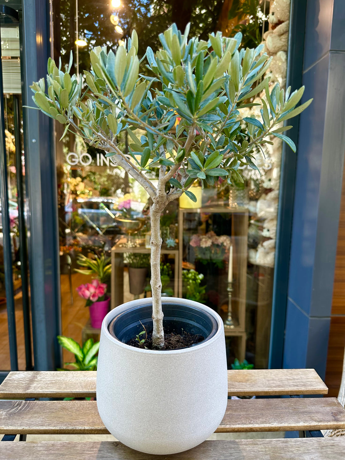 Zeytin Ağacı