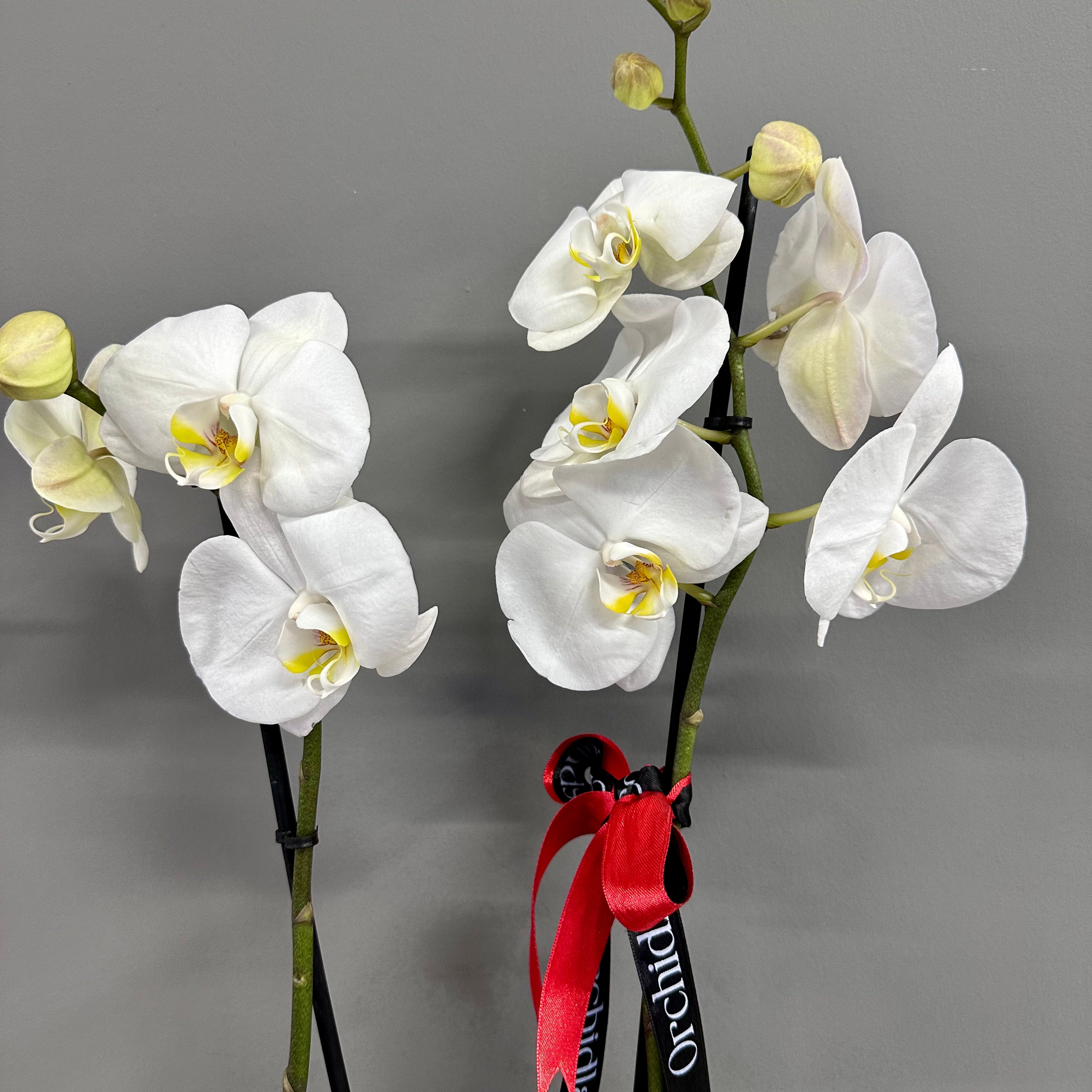 RoseOrchid