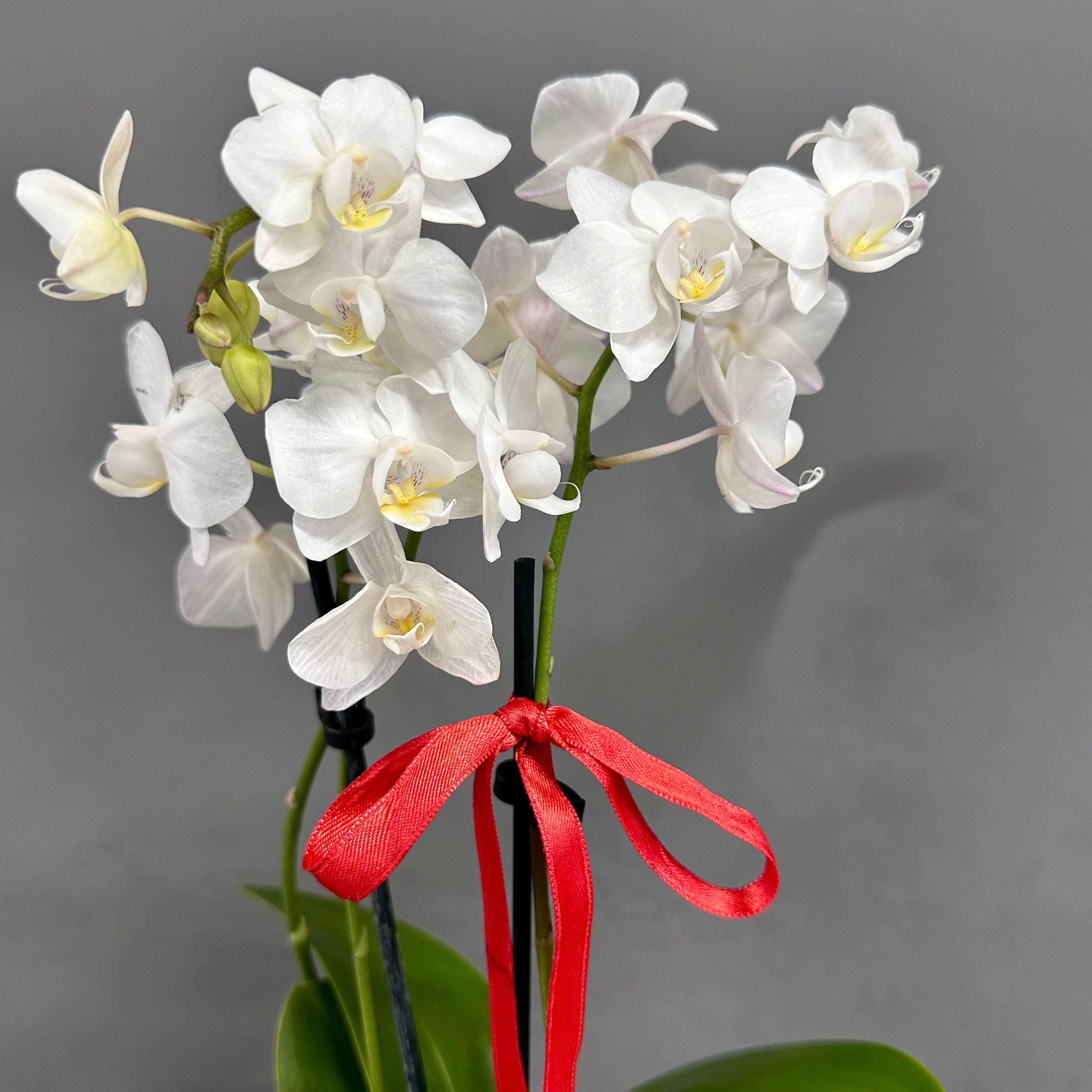 Mini Orchid