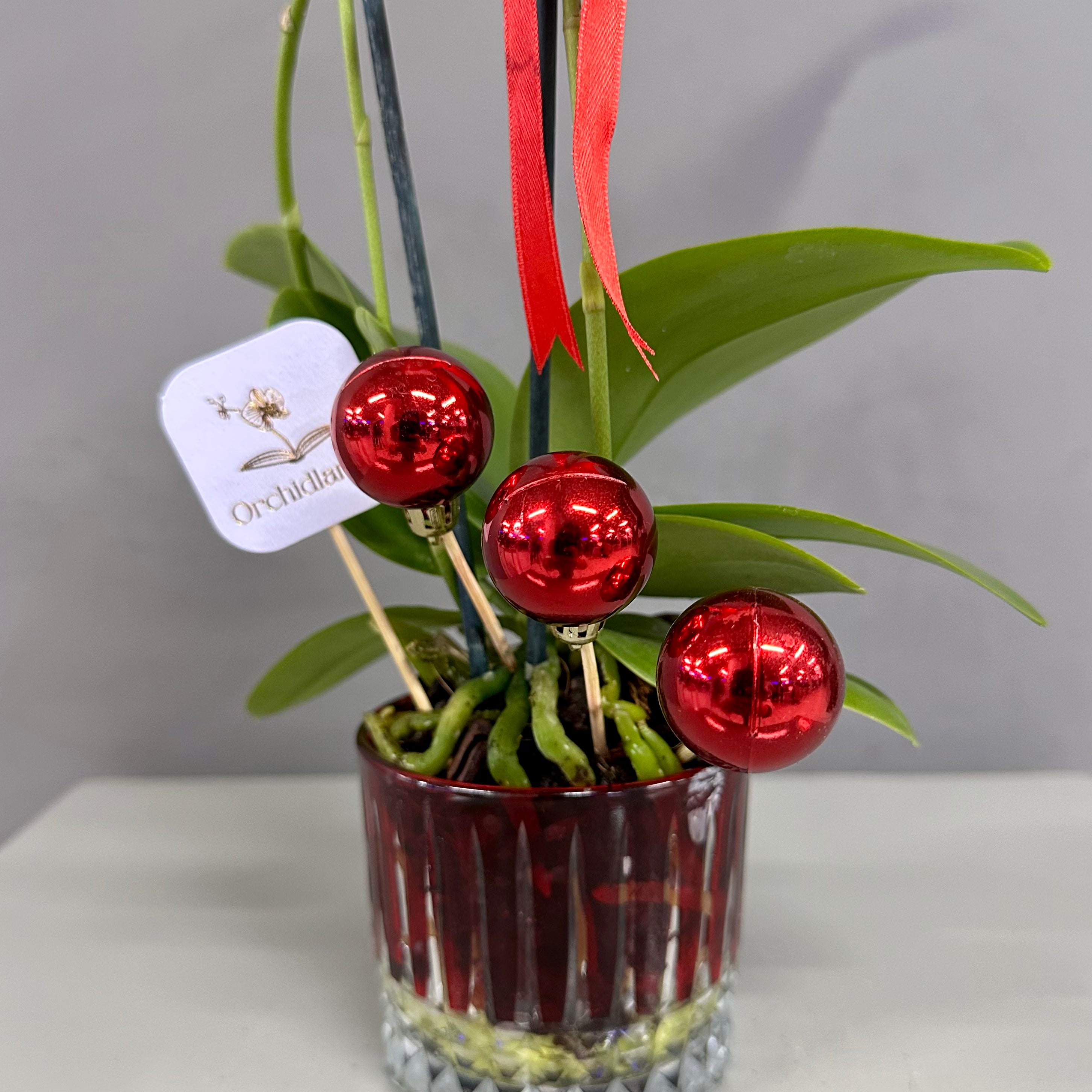 Mini Orchid