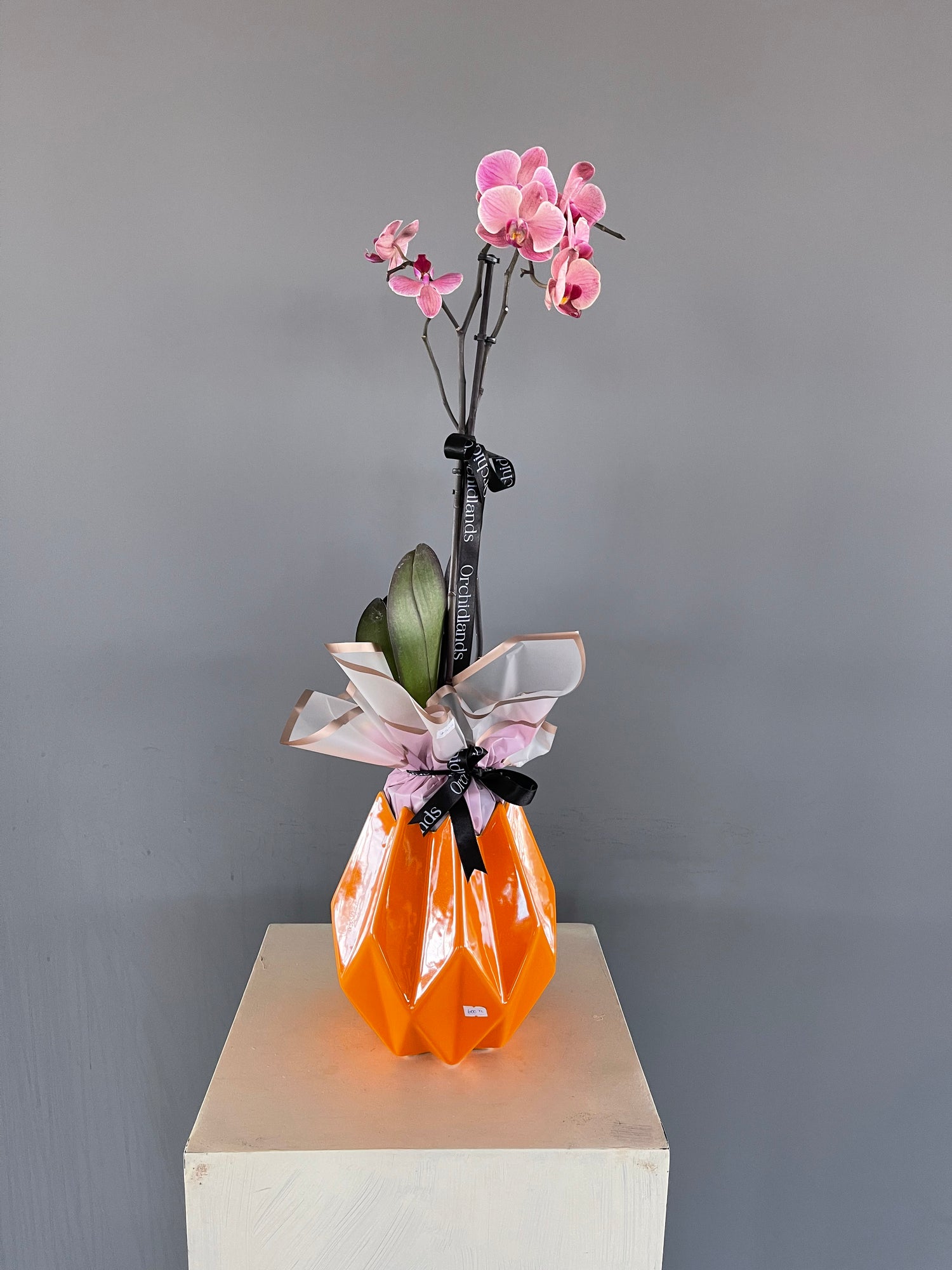 Orchidlands Special 3