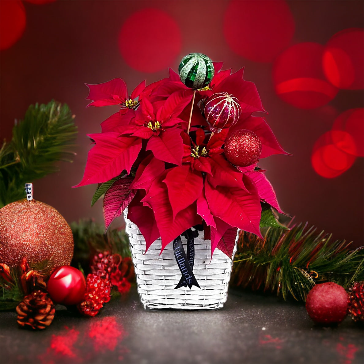 Poinsettia