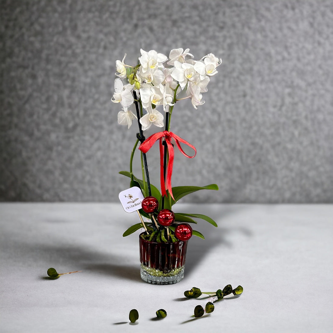 Mini Orchid