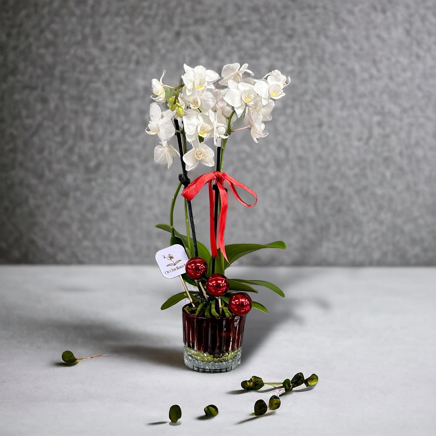 Mini Orchid