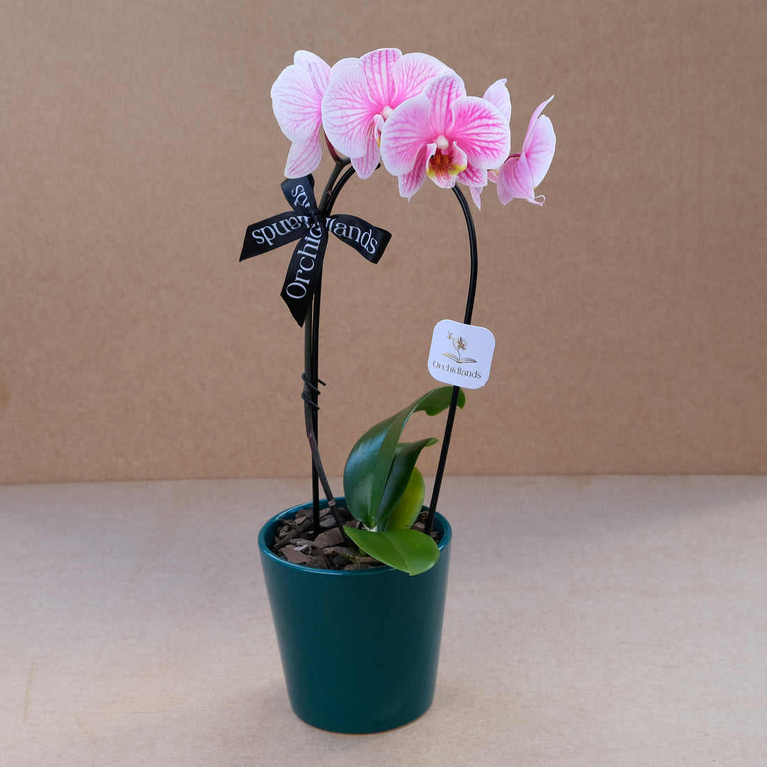 Mini Pinky