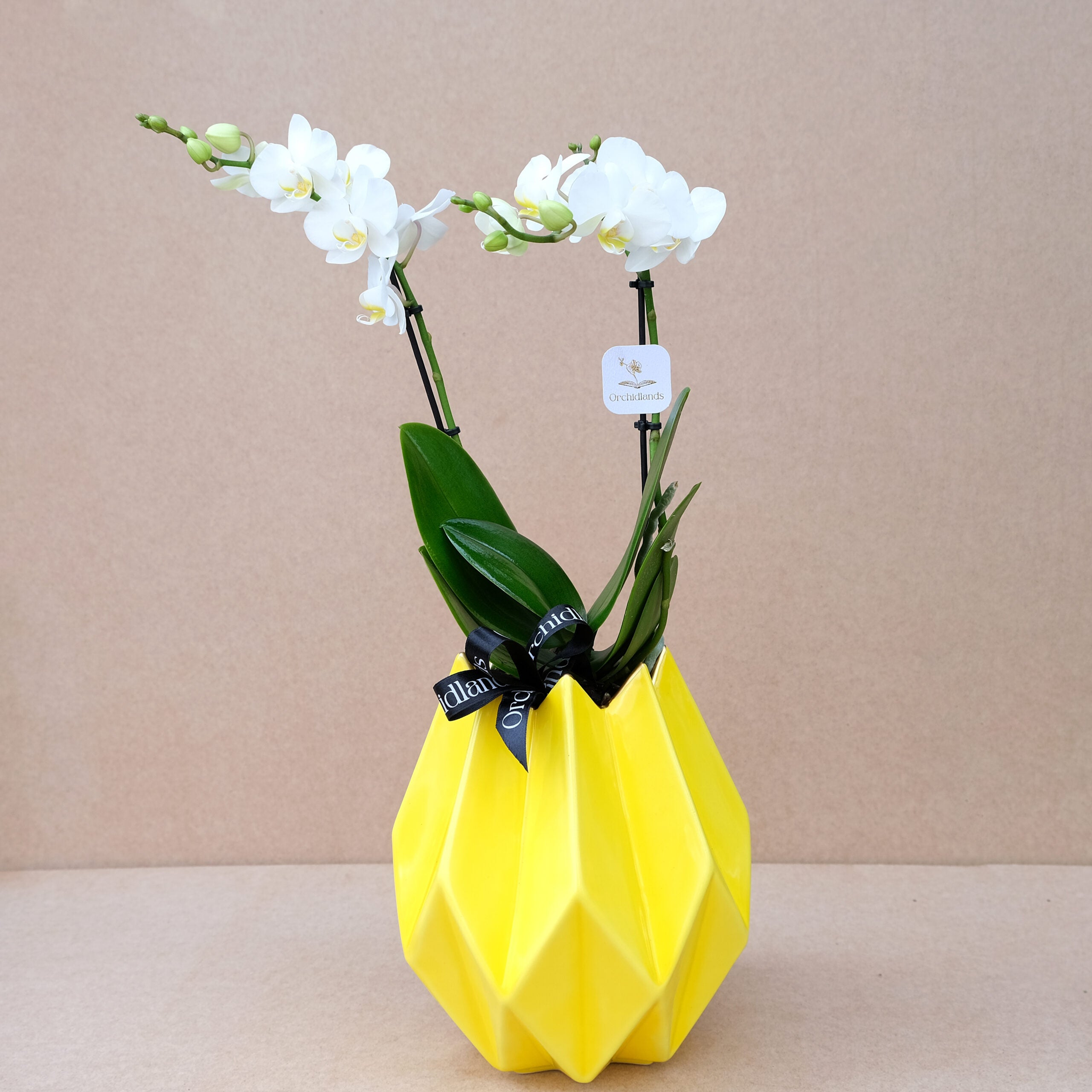 Yellow Star №2
