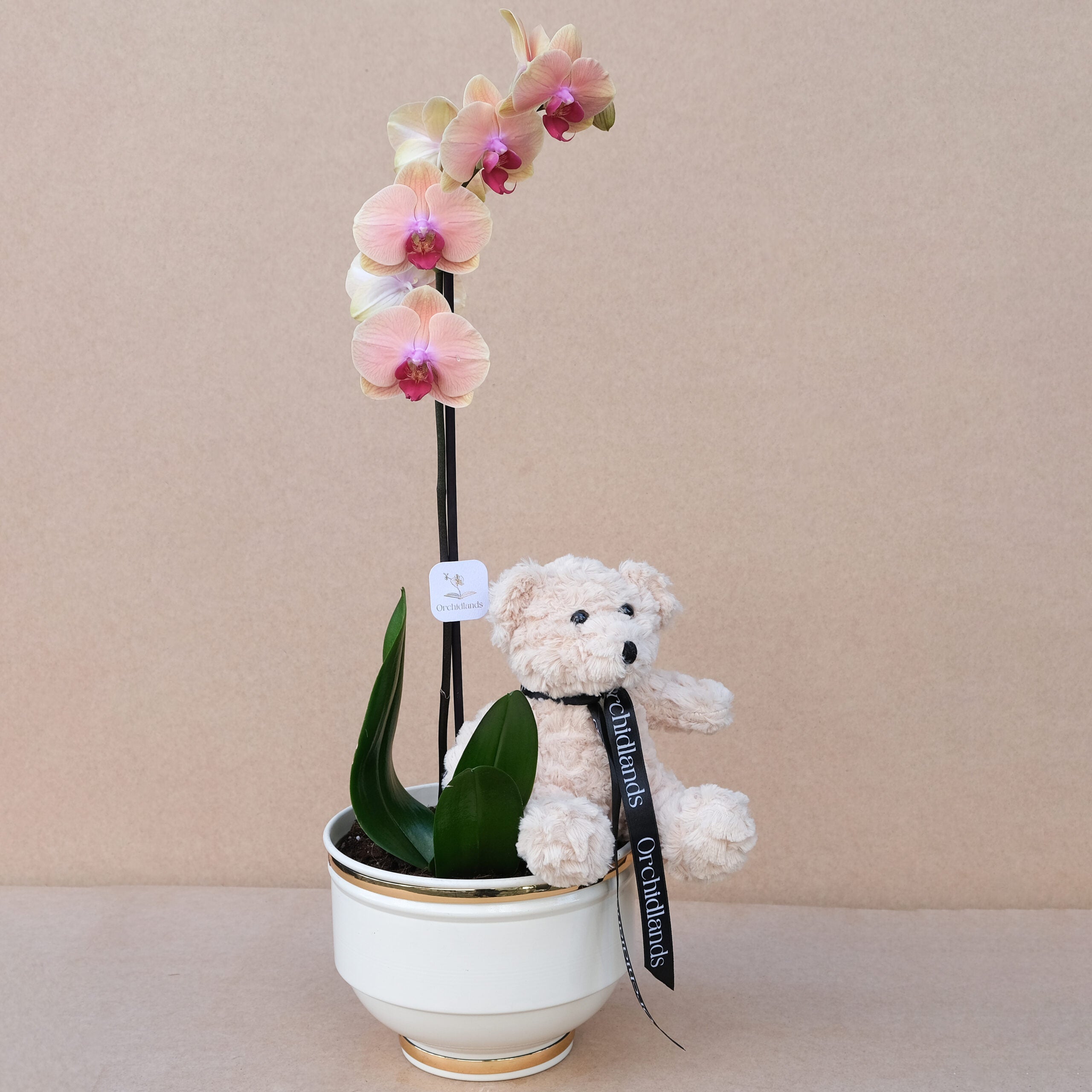 Cute Cream №7