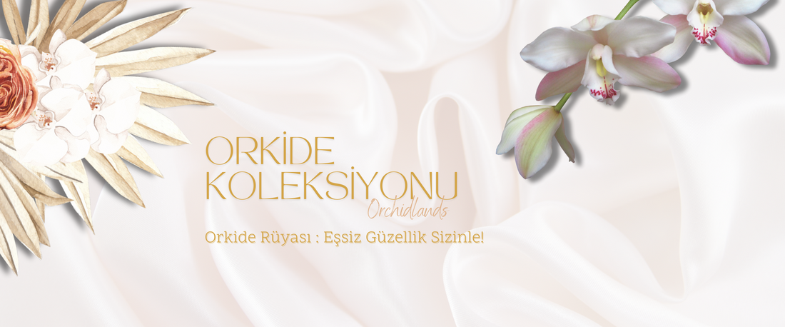 Orkide Koleksiyonu