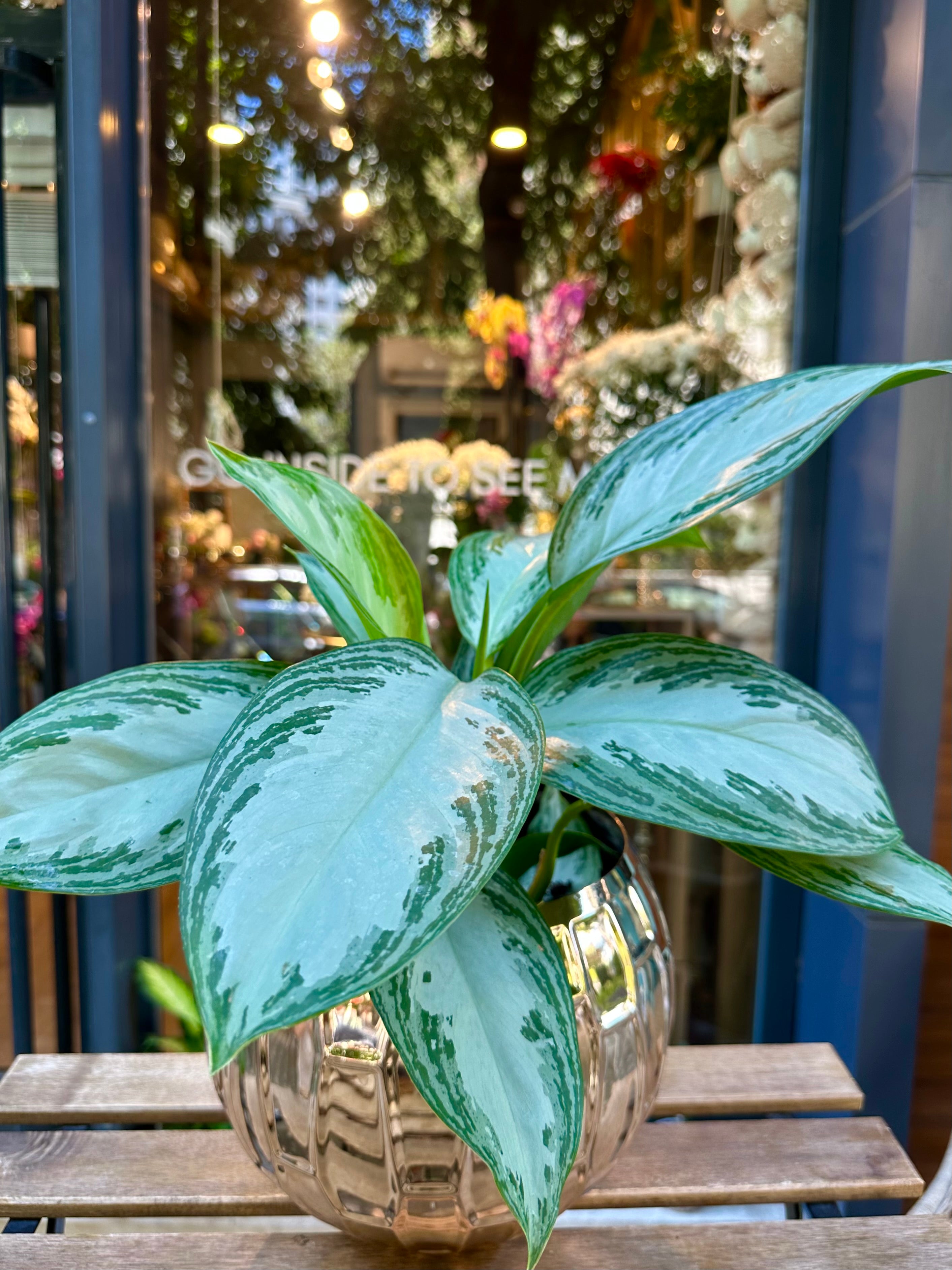 Aglaonema