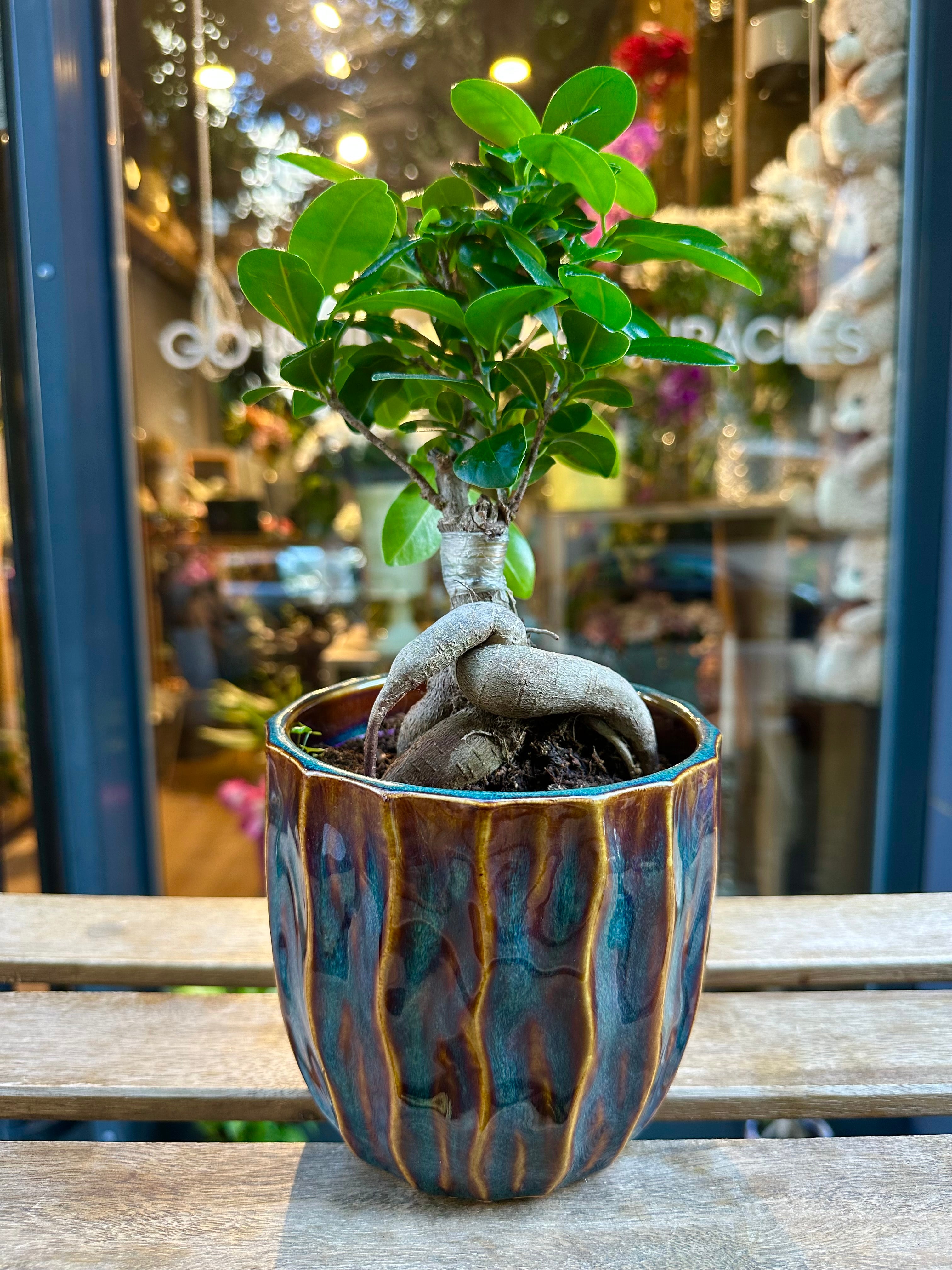 Ficus Bonsai