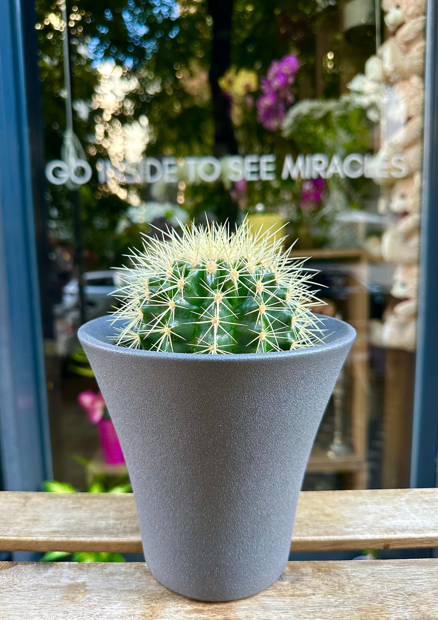 Altınfıçı Kaktüsü