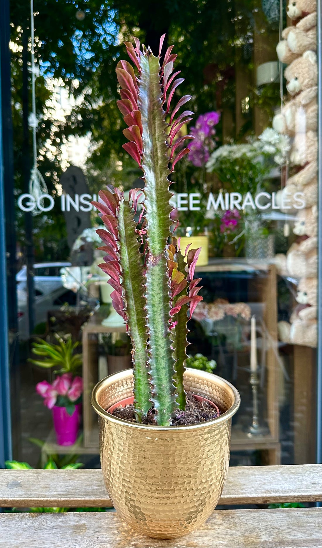Euphorbia Trigona
