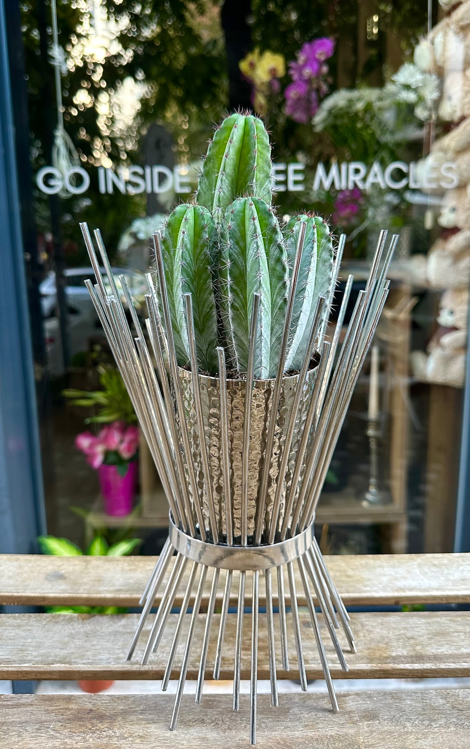 Mexico City Kaktüsü