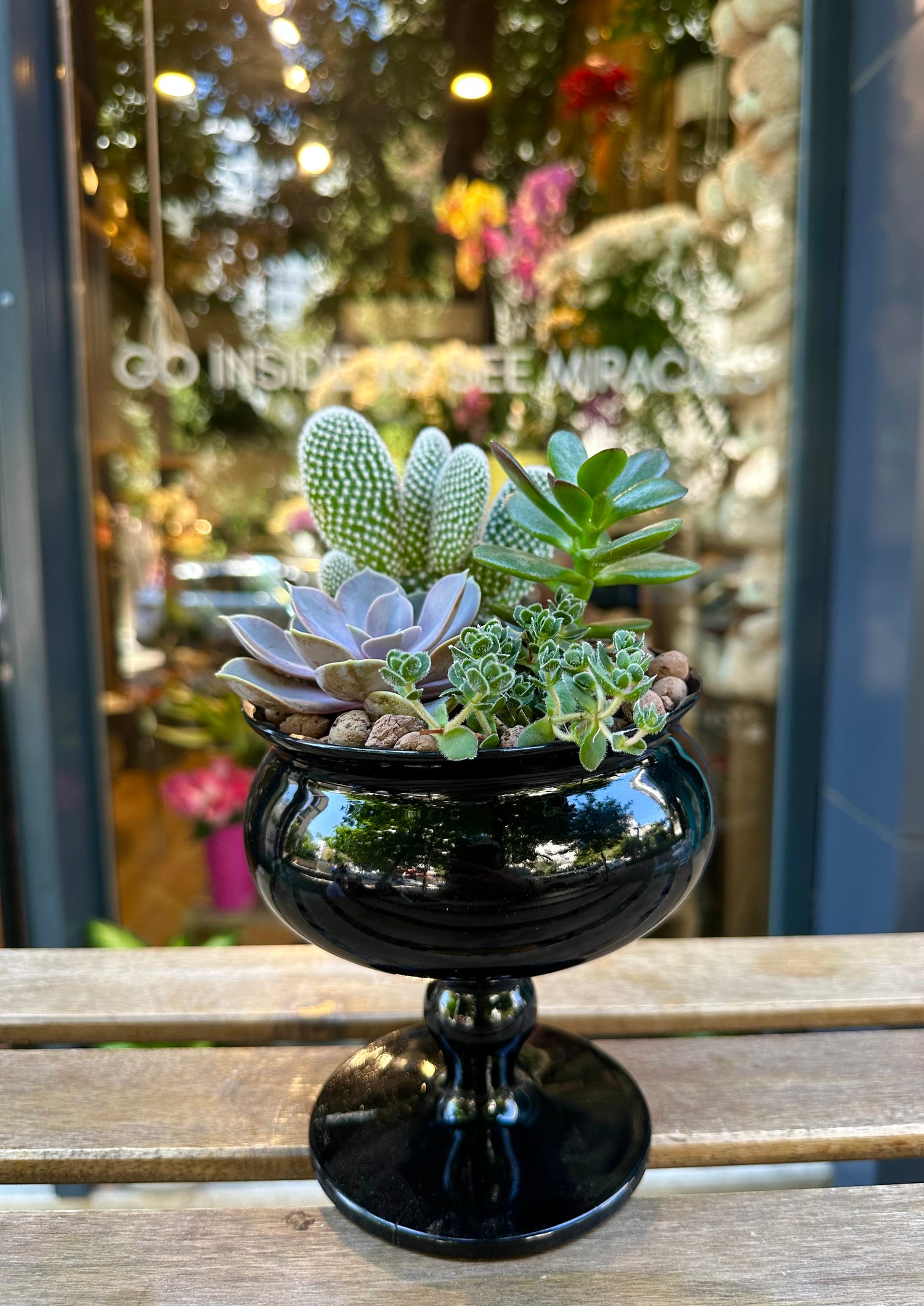 Terrarium Fanus Aranjman