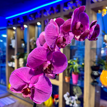 Mor Orkide Tek Dal