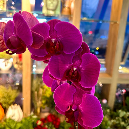 Mor Orkide Tek Dal