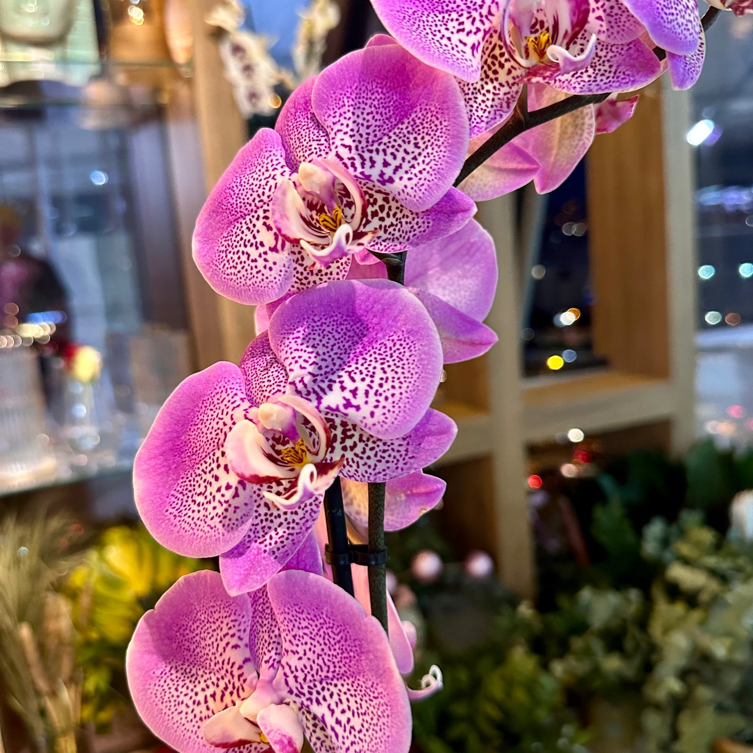 Pembe Orkide Tek Dal