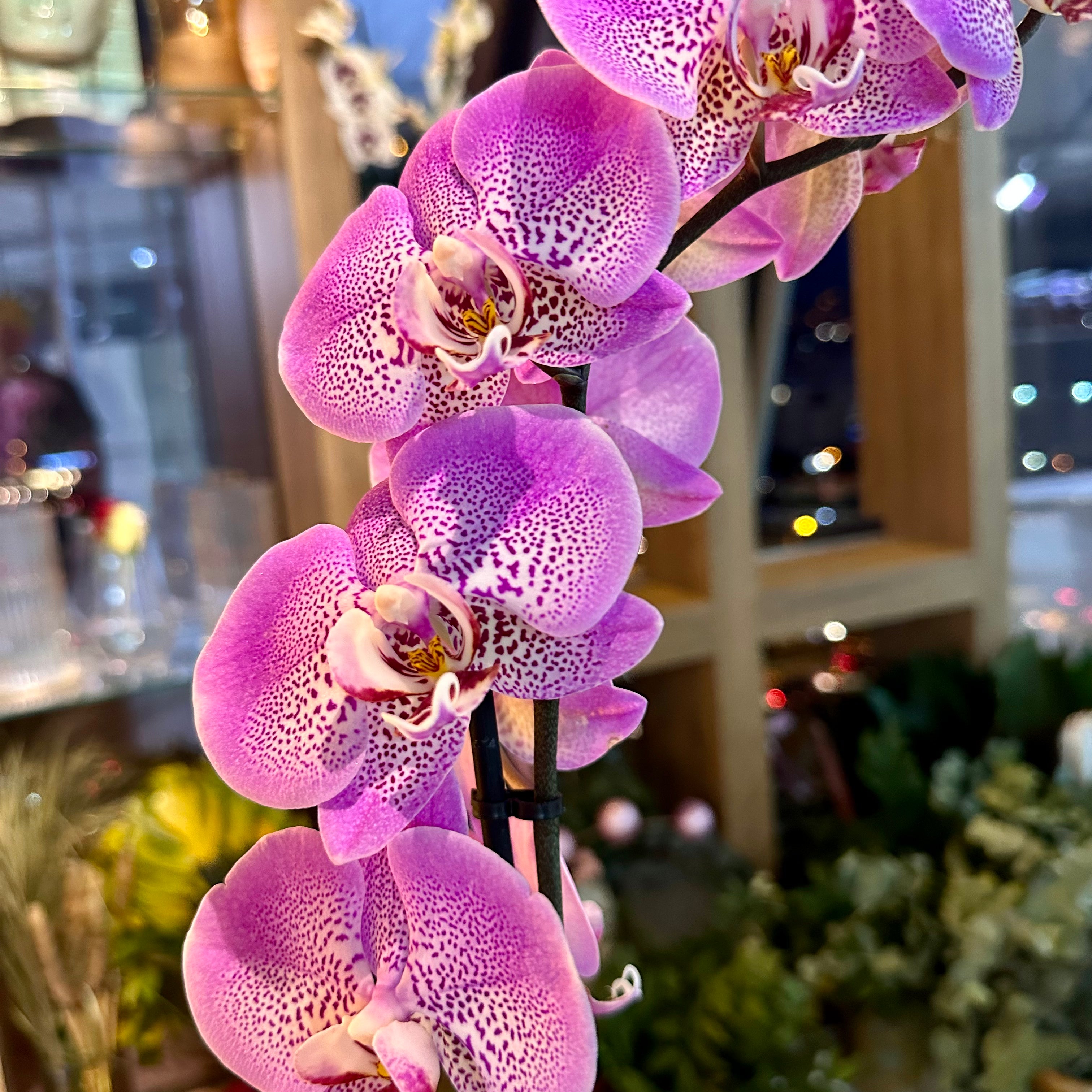 Pembe Orkide Tek Dal