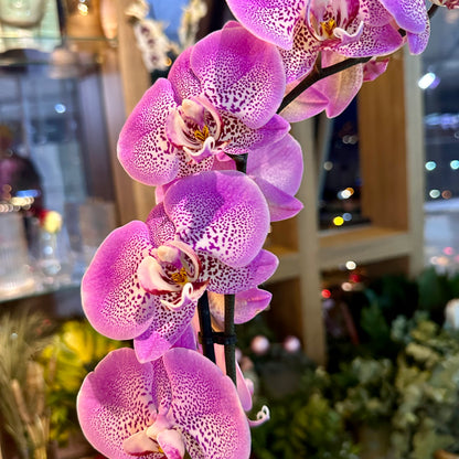 Pembe Orkide Tek Dal