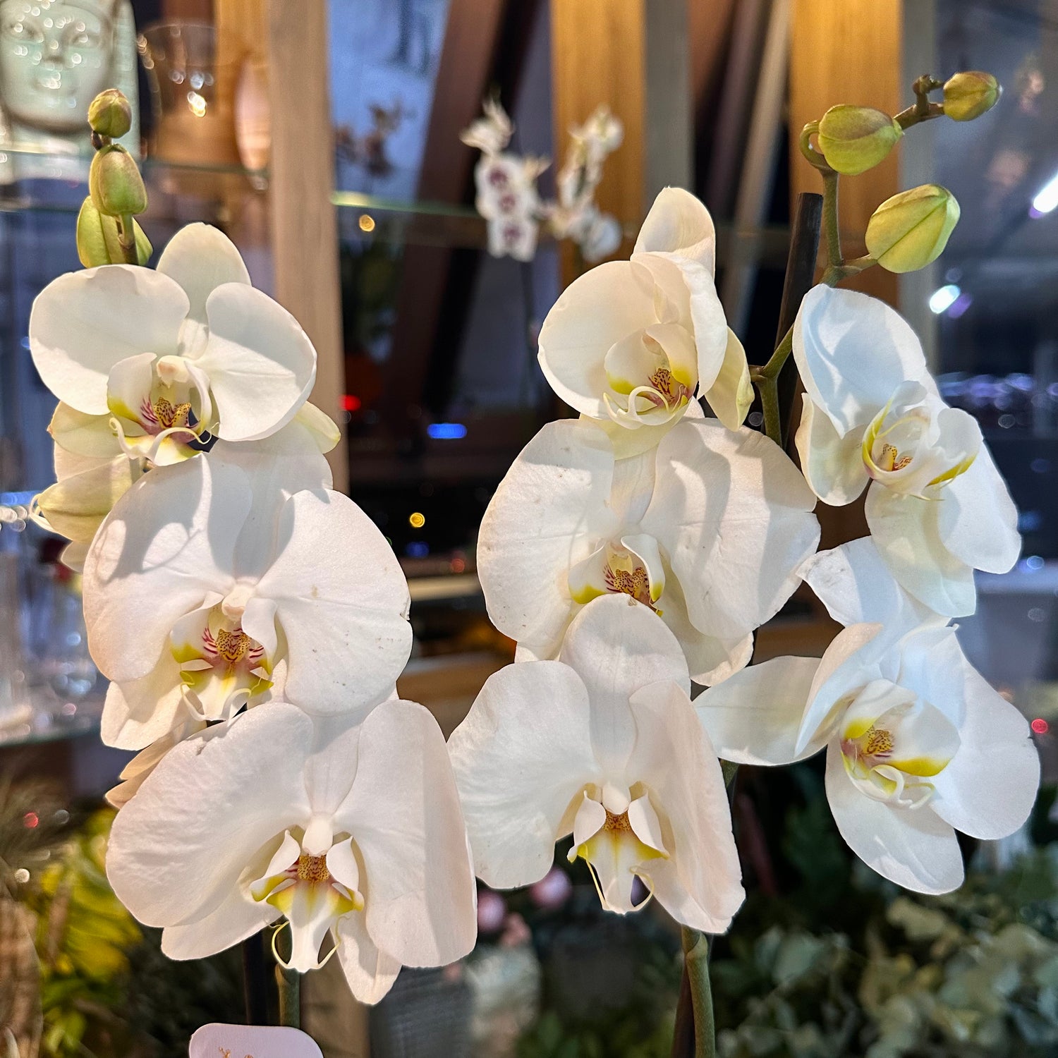 Beyaz Orkide Çift Dal