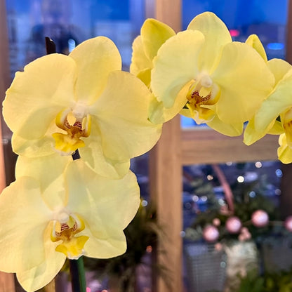 Sarı Orkide Tek Dal