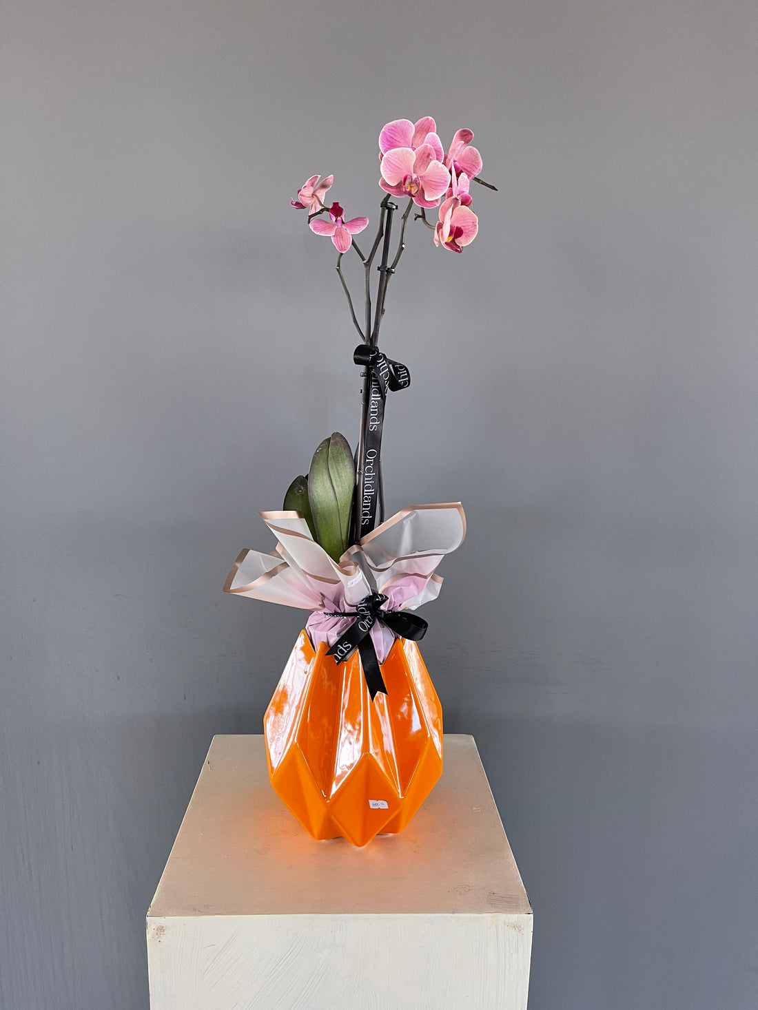 Orchidlands Special 3