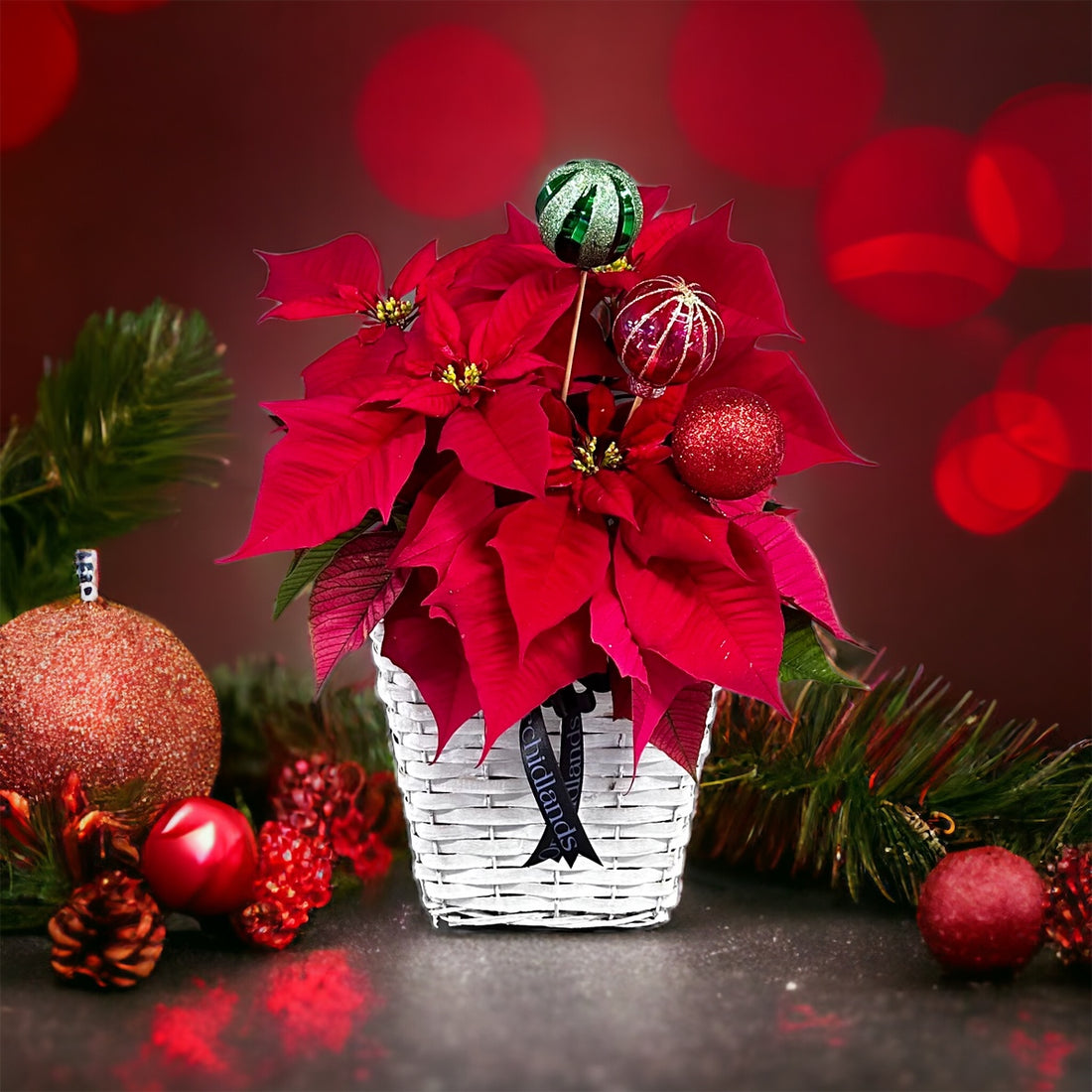 Poinsettia
