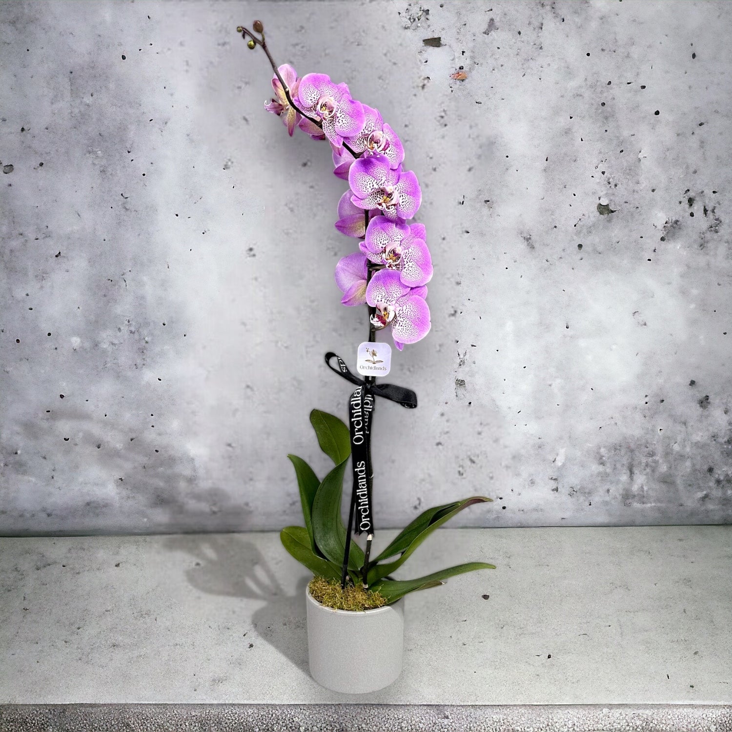 Pembe Orkide Tek Dal