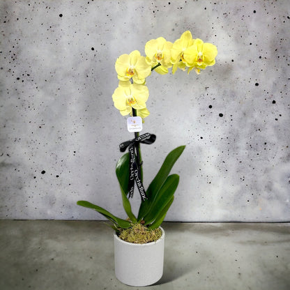 Sarı Orkide Tek Dal