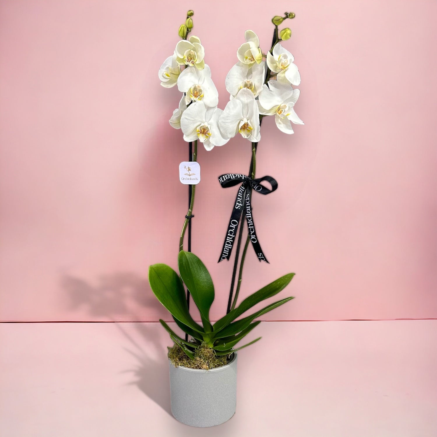 Beyaz Orkide Çift Dal