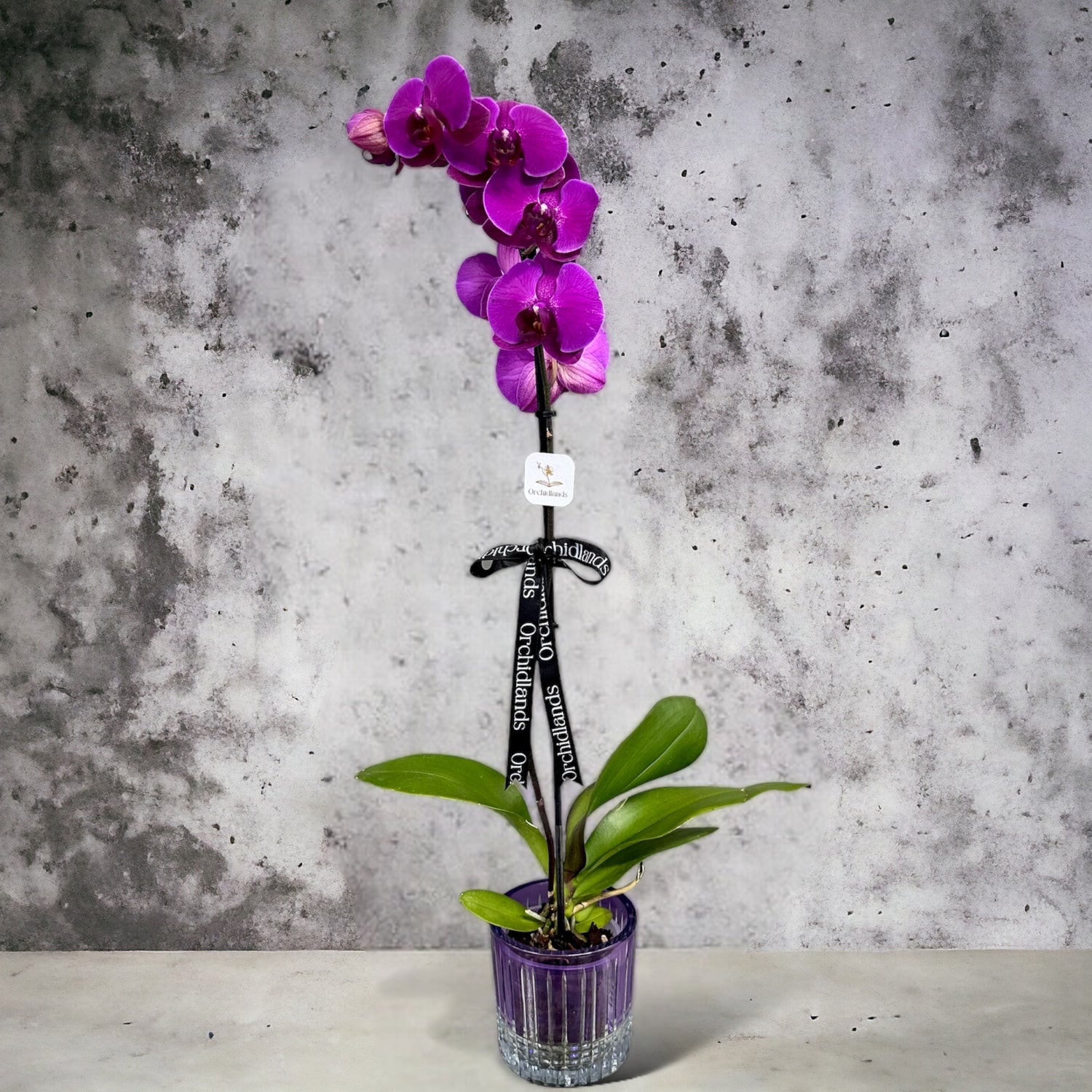 Mor Orkide Tek Dal