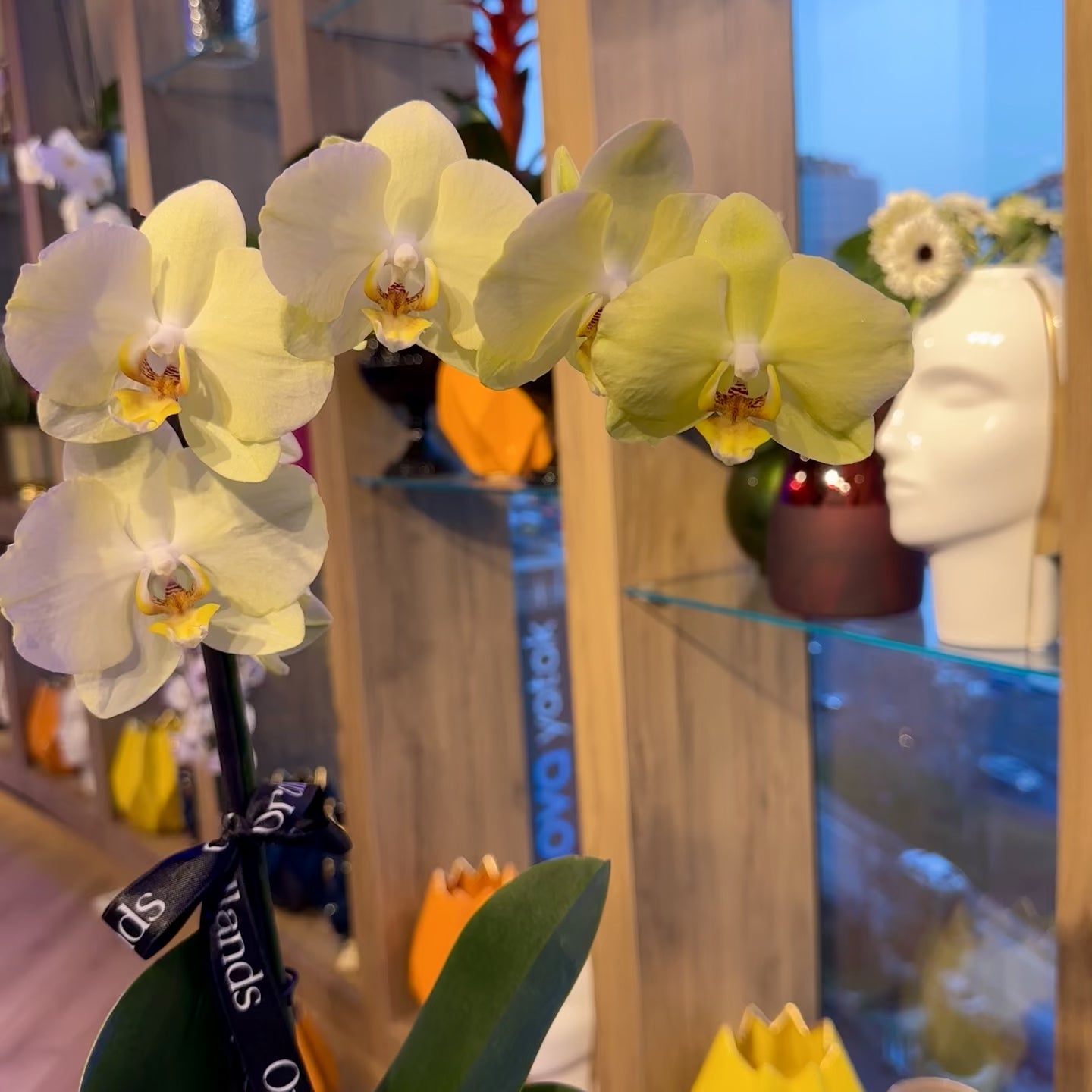 Sarı Orkide Tek Dal