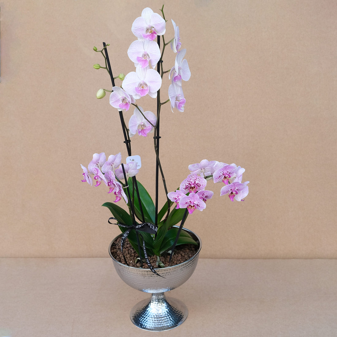 Pink Beauty №18