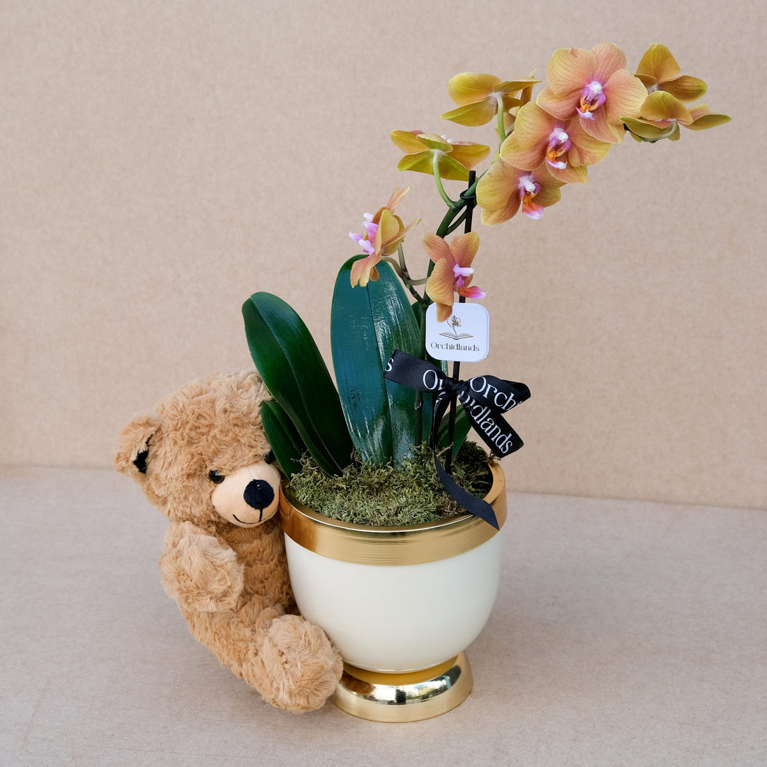 Cute Brown №13